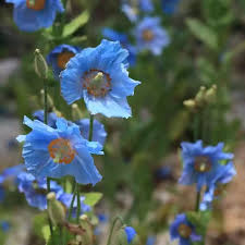 Image result for Scheinmohn