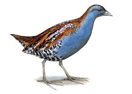 Image result for Porzana pusilla