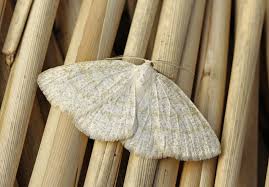 Attēlu rezultāti vaicājumam “Cabera exanthemata male”