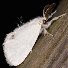 Attēlu rezultāti vaicājumam “Euproctis similis”