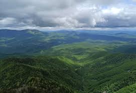 Image result for лес,