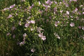 Image result for Malva moschata alba