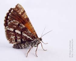 Attēlu rezultāti vaicājumam “Bupalus piniaria male”