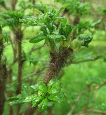 Attēlu rezultāti vaicājumam “Eleutherococcus sessiliflorus”