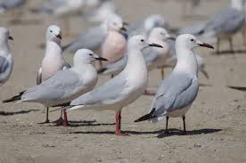 Image result for Chroicocephalus genei