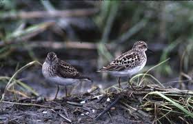 Image result for Calidris minutilla