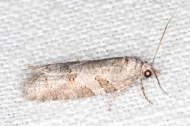 Attēlu rezultāti vaicājumam “Eana incanana”