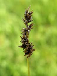 Attēlu rezultāti vaicājumam “Carex diandra”