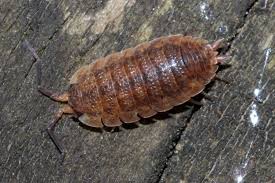 Attēlu rezultāti vaicājumam “Porcellio scaber”