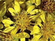 Image result for Solidago virgaurea