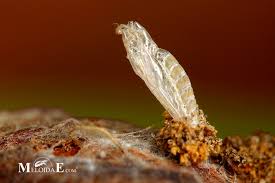 Attēlu rezultāti vaicājumam “Lasioptera rubi”