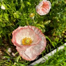 Image result for Papaver rhoeas 'Shirley'