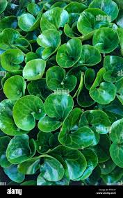 Attēlu rezultāti vaicājumam “Asarum europaeum leaf”