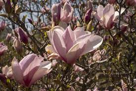 Attēlu rezultāti vaicājumam “Magnolia”