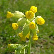 Attēlu rezultāti vaicājumam “Primula veris fruit”