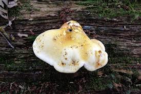 Attēlu rezultāti vaicājumam “Buglossoporus quercinus”