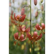 Image result for Lilium martagon `Manitoba Fox`