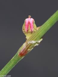 Attēlu rezultāti vaicājumam “Polygonum aviculare flower”