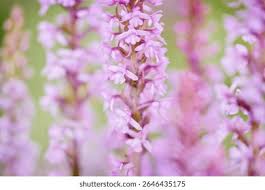 Attēlu rezultāti vaicājumam “Gymnadenia conopsea flower”