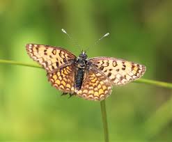 Attēlu rezultāti vaicājumam “Melitaea didyma”