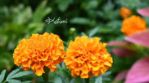 「ジート 花の魔法使いマリーベル」の画像検索結果