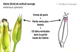 Attēlu rezultāti vaicājumam “Anthriscus sylvestris fruit”