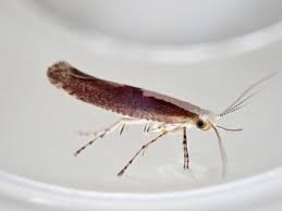 Attēlu rezultāti vaicājumam “Argyresthia semifusca”