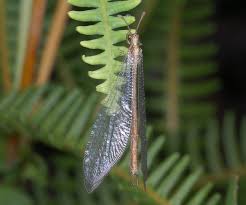 Attēlu rezultāti vaicājumam “Myrmeleontidae”