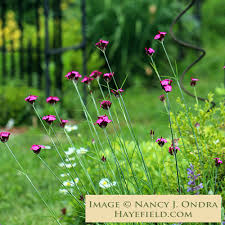 Image result for Dianthus carthusianorum