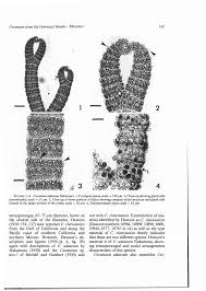 Attēlu rezultāti vaicājumam “Ceramium sp.”