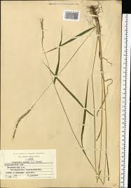 Attēlu rezultāti vaicājumam “Elymus caninus”