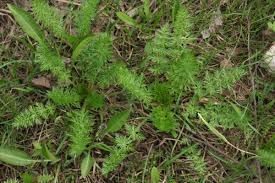 Attēlu rezultāti vaicājumam “Carum carvi leaf”