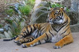 Afbeeldingsresultaat voor tijgers