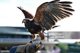 Image result for Wimbledon Hawks