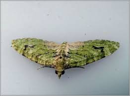 Attēlu rezultāti vaicājumam “Chloroclystis v-ata”