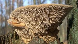 Attēlu rezultāti vaicājumam “Daedalea quercina”