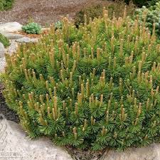 Attēlu rezultāti vaicājumam “Pinus mugo”