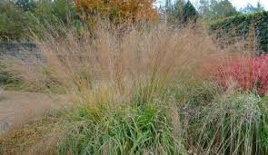 Attēlu rezultāti vaicājumam “Molinia caerulea”