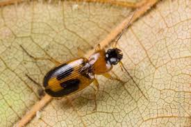 Attēlu rezultāti vaicājumam “Badister bullatus”