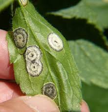 Attēlu rezultāti vaicājumam “Galeopsis tetrahit leaf”