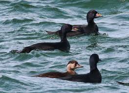 Attēlu rezultāti vaicājumam “Melanitta nigra”
