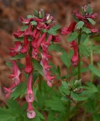 Attēlu rezultāti vaicājumam “Corydalis solida leaf”
