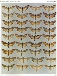 Attēlu rezultāti vaicājumam “Noctuidae”