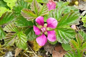 Attēlu rezultāti vaicājumam “Rubus arcticus”
