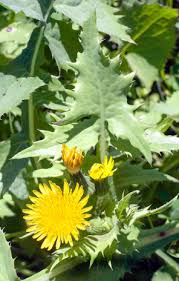 Attēlu rezultāti vaicājumam “Sonchus asper flower”