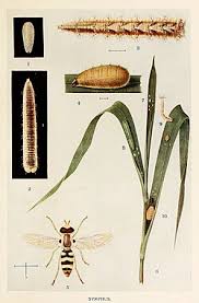 Attēlu rezultāti vaicājumam “Syrphus sp. imago”