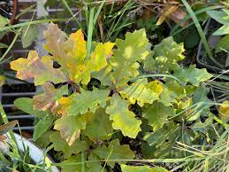 Attēlu rezultāti vaicājumam “Quercus robur Fastigiata leaf”