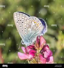 Attēlu rezultāti vaicājumam “Polyommatus icarus male”