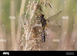 Attēlu rezultāti vaicājumam “Leucorrhinia caudalis male”