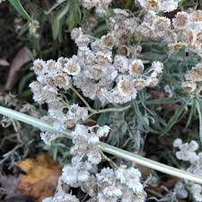 Attēlu rezultāti vaicājumam “Anaphalis margaritacea flower”
